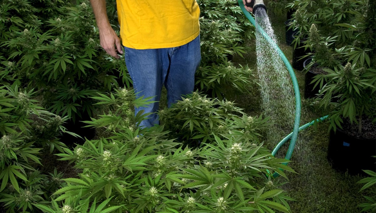 How Often Should I Water My Cannabis Plants? | Fast Buds