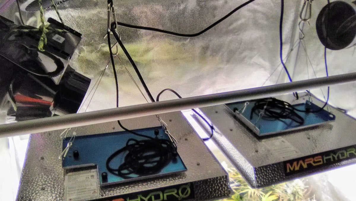 Strawberry Pie Auto Cannabis Strain Week-by-Week Guide: 2 Mars Hydro LEDs in a grow tent