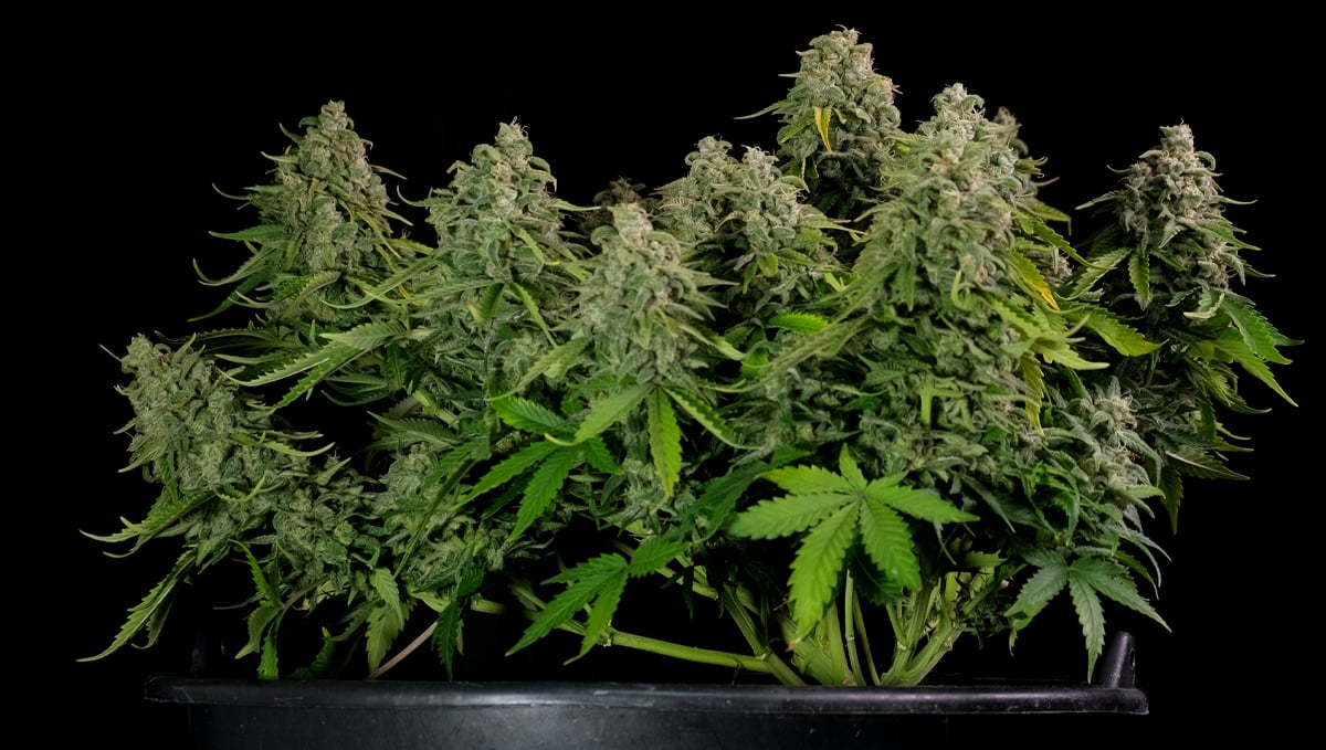 How to increase thc: harvest at the right time