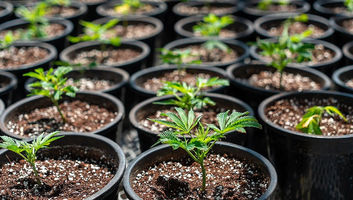 10 Common Myths About Autoflowering Cannabis Plants: Clones