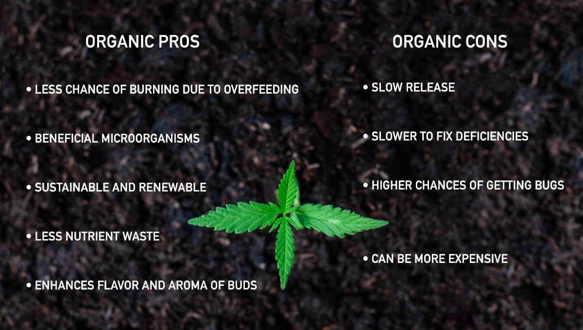 Growing Cannabis: Organic pros and cons