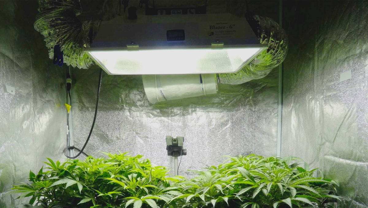 Indoor lights for Cannabis grow: Air Cooled Hood