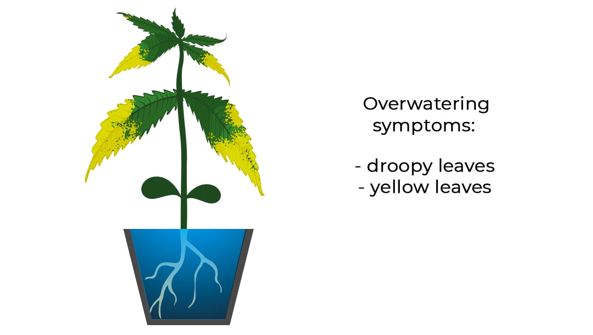 Common cannabis seedling problems: overwatering