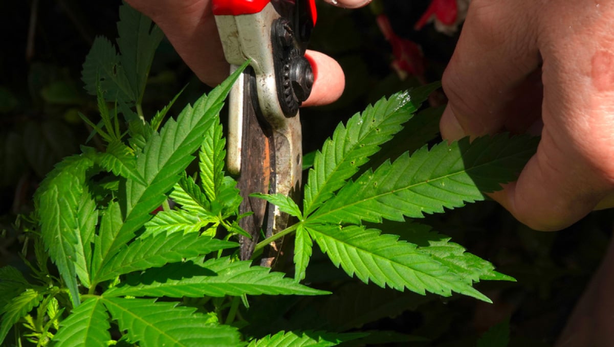 What is Pruning and Why Prune Your Cannabis Plants: What Are Fan Leaves of Cannabis