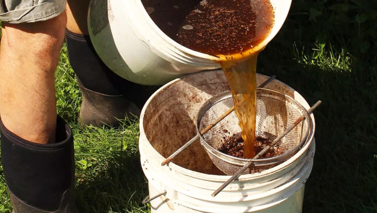 Use Compost Tea To Nourish Your Cannabis Plants - RQS Blog