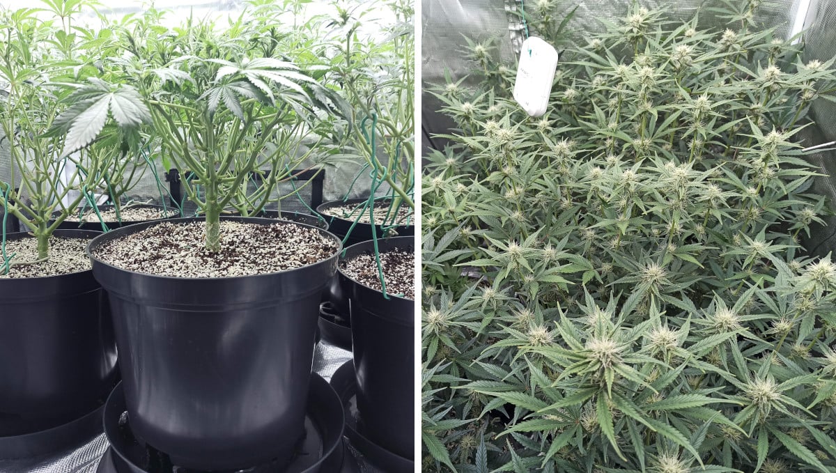 Strawberry Pie Auto Cannabis Strain Week-by-Week Guide: Lollipopped marijuana plants seen from below and above