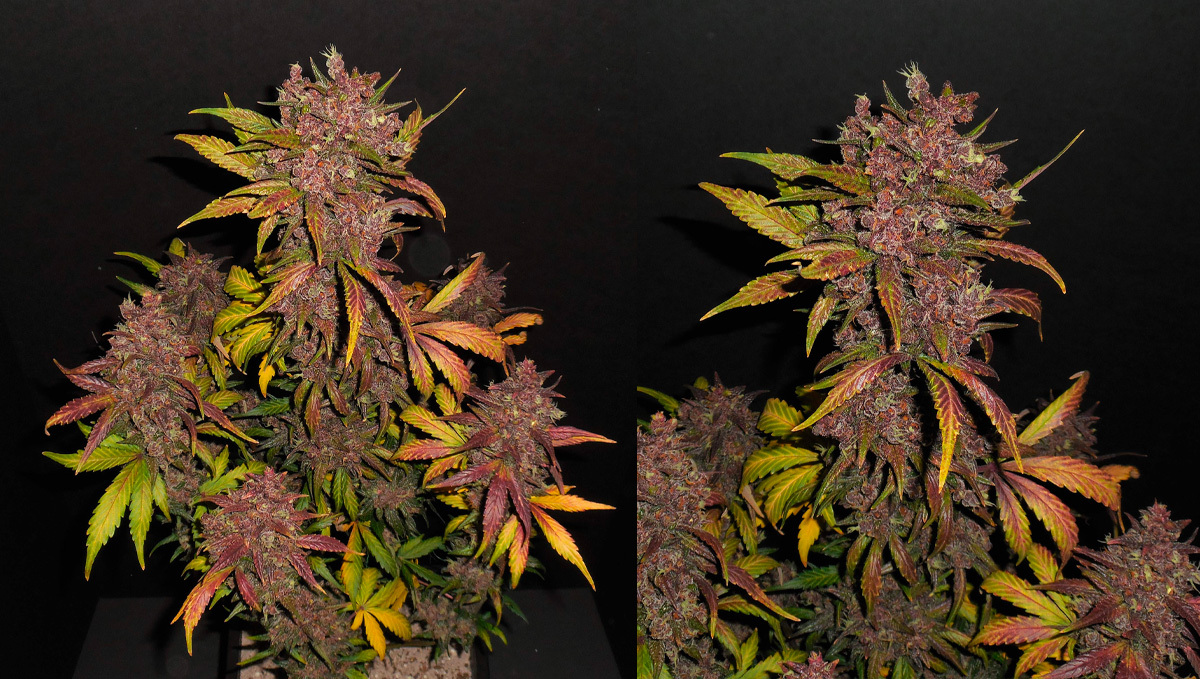 Top 10 Best Outdoor Autoflower Seeds UK 2020 Fast Buds Blog