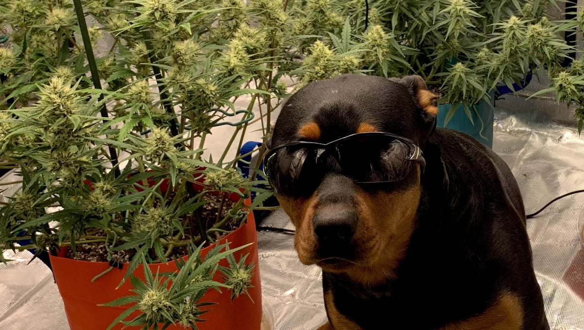 Orange Sherbet Auto Cannabis Strain Week-by-Week Guide: A dog in sunglasses posing next to marijuana plants 
