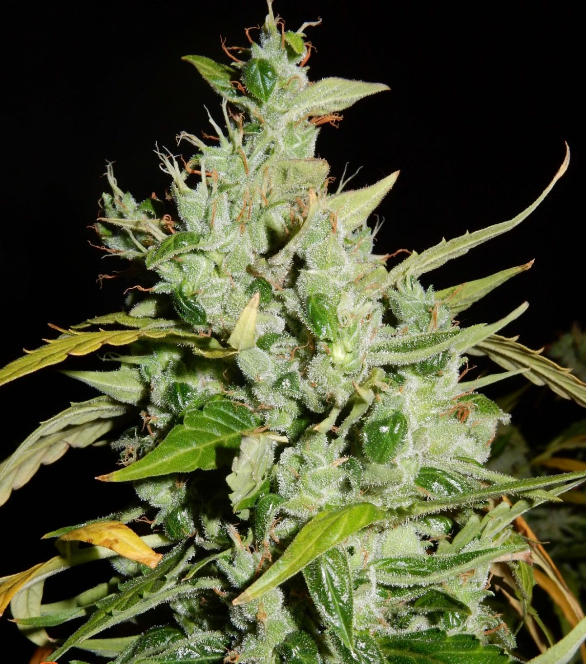 Cream Cookies Auto Strain History: Cream Cookies Auto by Fast Buds