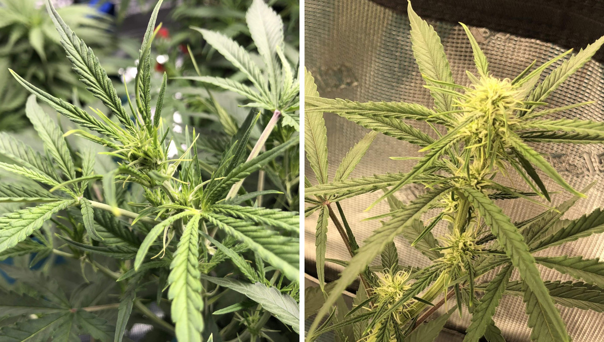 Gelato Auto Cannabis Strain Week-by-Week Guide: A marijuana branch with many preflowers and another one with developing bud sites