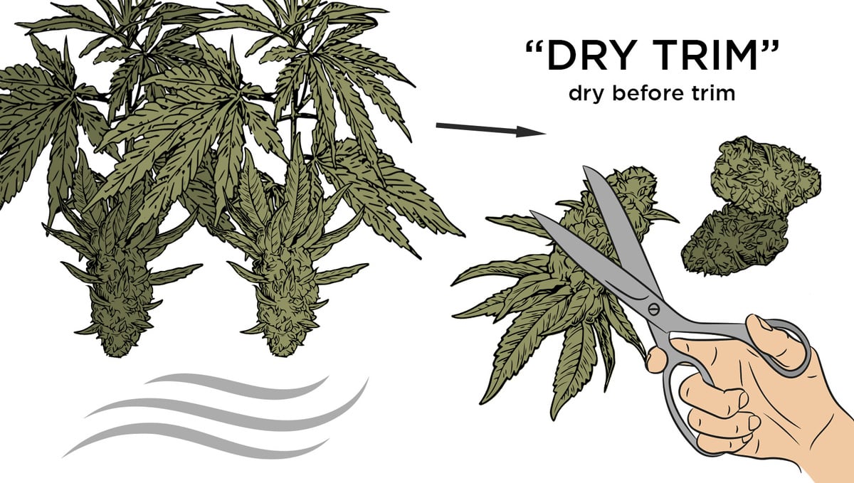 What Should I Do With My Sugar Leaf Trim?: Dry Trim infographic