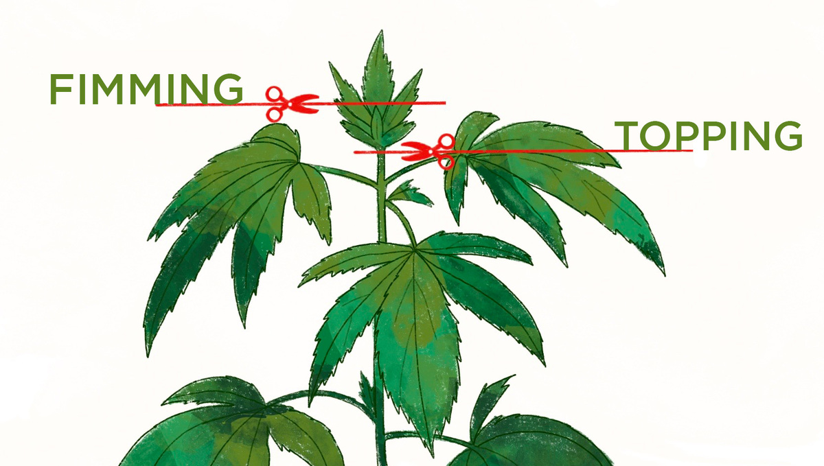 40 Clip Per Piegare Piante - Addestramento Low Stress - Rosse E Verdi - 1,42 Pollici - Per Cannabis E Giardinaggio