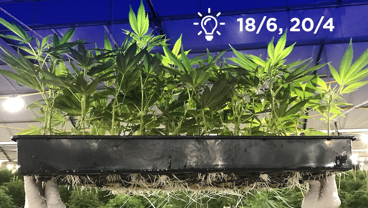 Monster cropping: light cycle for clones