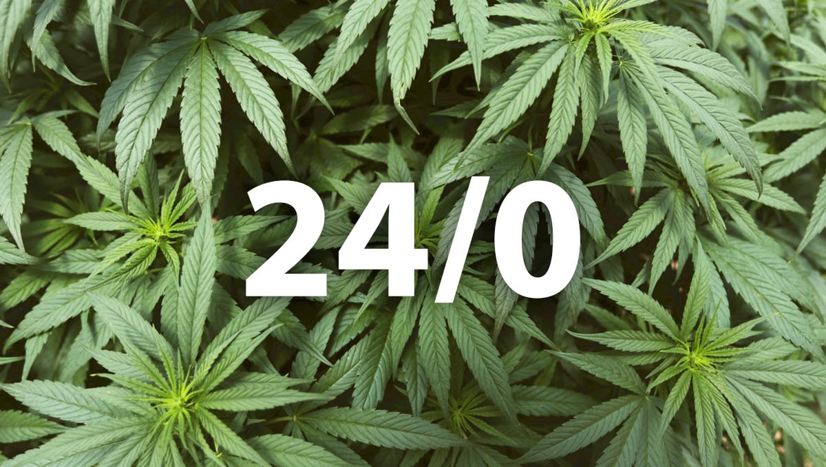 Best Light Schedule for Autoflowers: 24/0 Light Cycle for cannabis plants