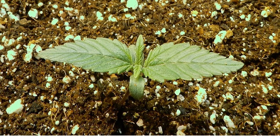 fastbuds GG by BigdaddyK