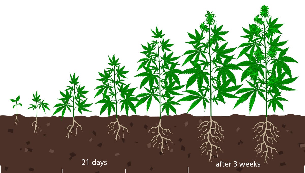 How To Tell When Autoflower Is Flowering Fast Buds Blog