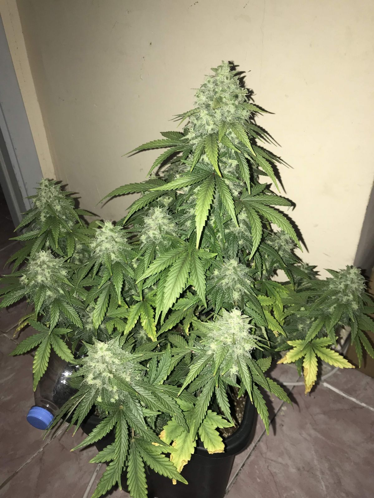 Fastbuds GG week 9 by fastclub