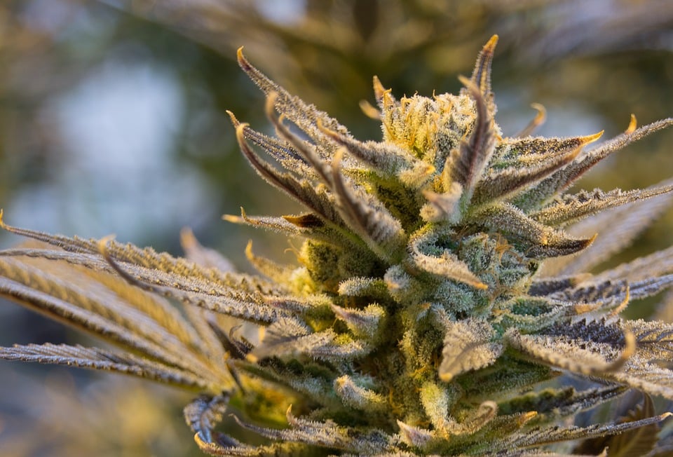 How to overcome an intense cannabis high?: cannabis plant