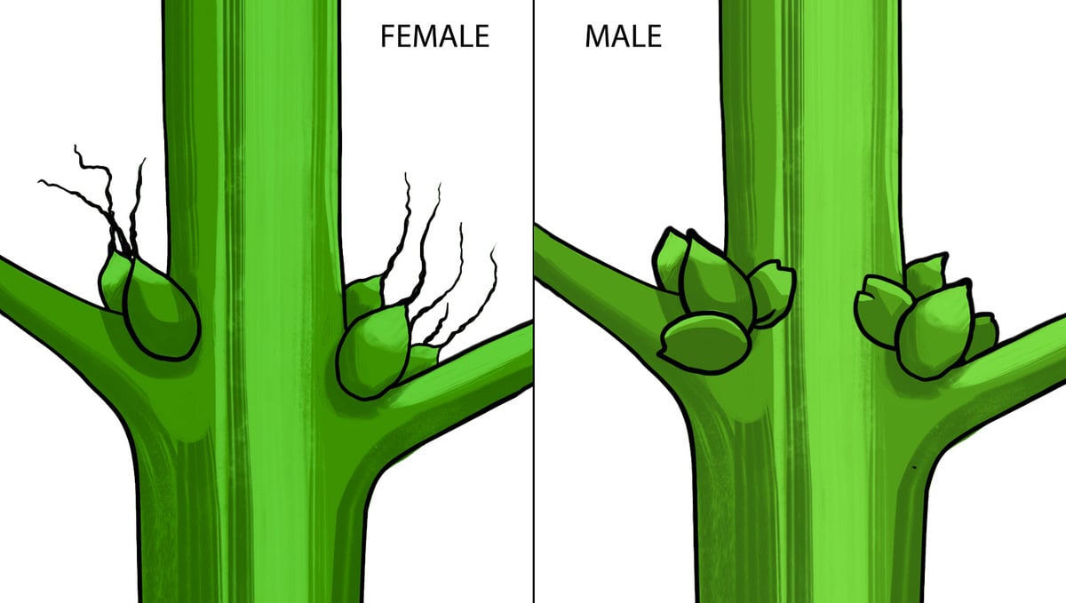 Your Guide To Cannabis Flowering: Female vs male cannabis plant
