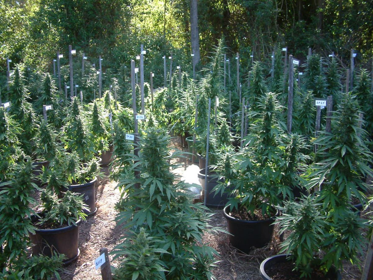 выращивание автоцветущей марихуаны