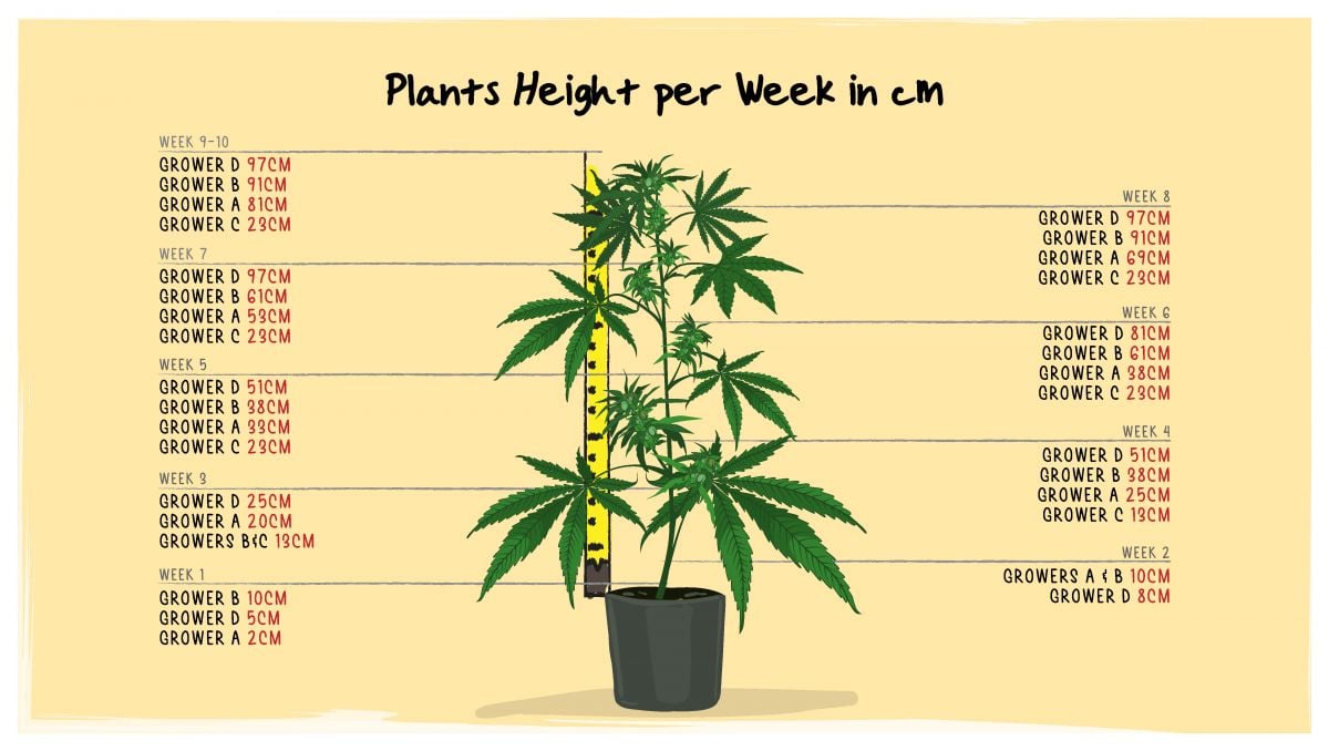 Orange Sherbet Auto Cannabis Strain Week-by-Week Guide: Plants' height throughout the life cycle