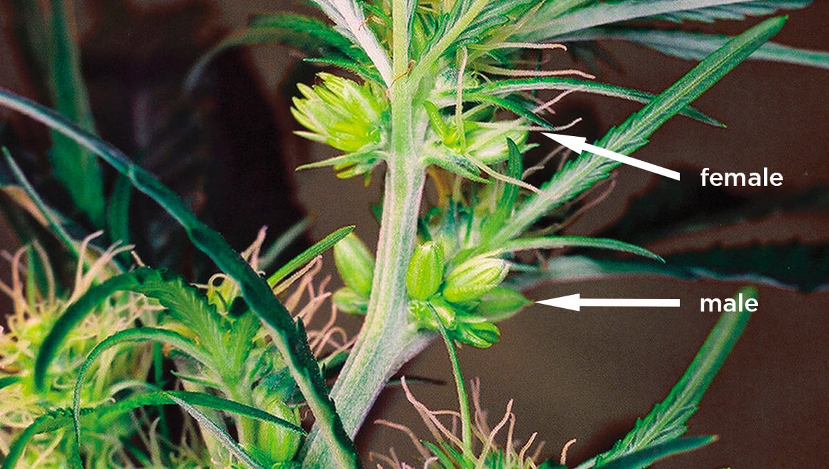 What is Hermaphrodite Cannabis?: male and female pollen sacs