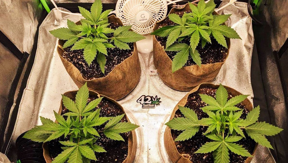 Gorilla Cookies Auto Cannabis Strain Week-by-Week Guide: Four amazing looking plants