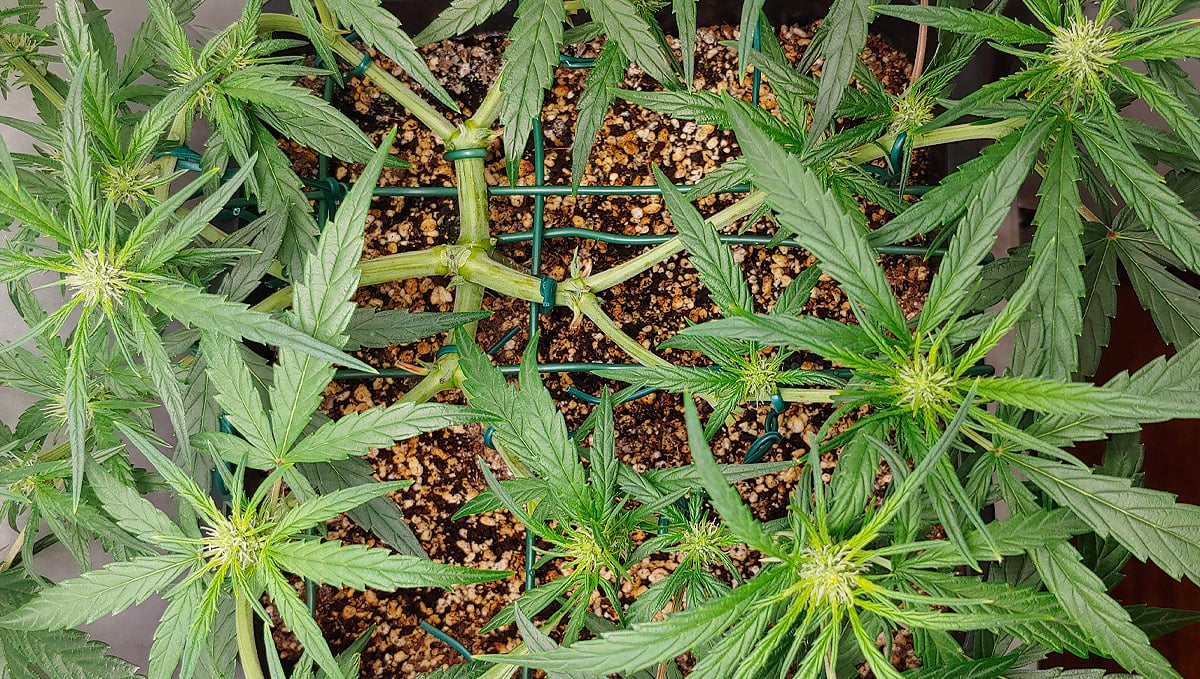 Increase cannabis yields with Main-lining technique