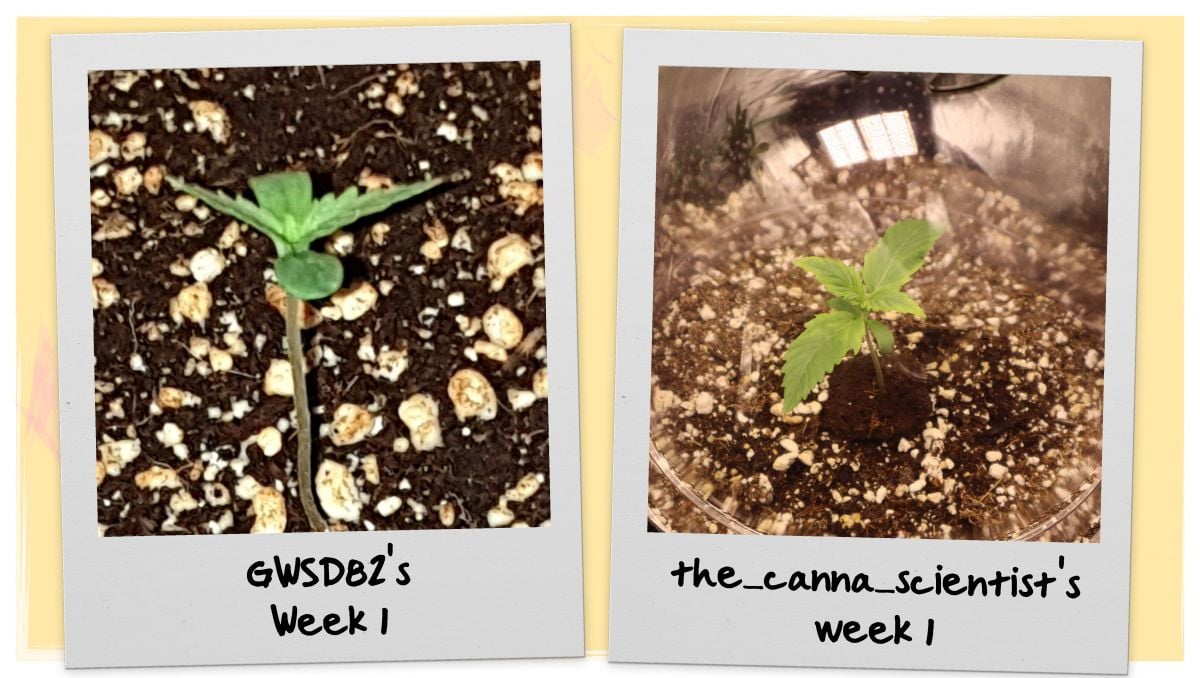 Orange Sherbet Auto Cannabis Strain Week-by-Week Guide: Ganja seedlings on week 1