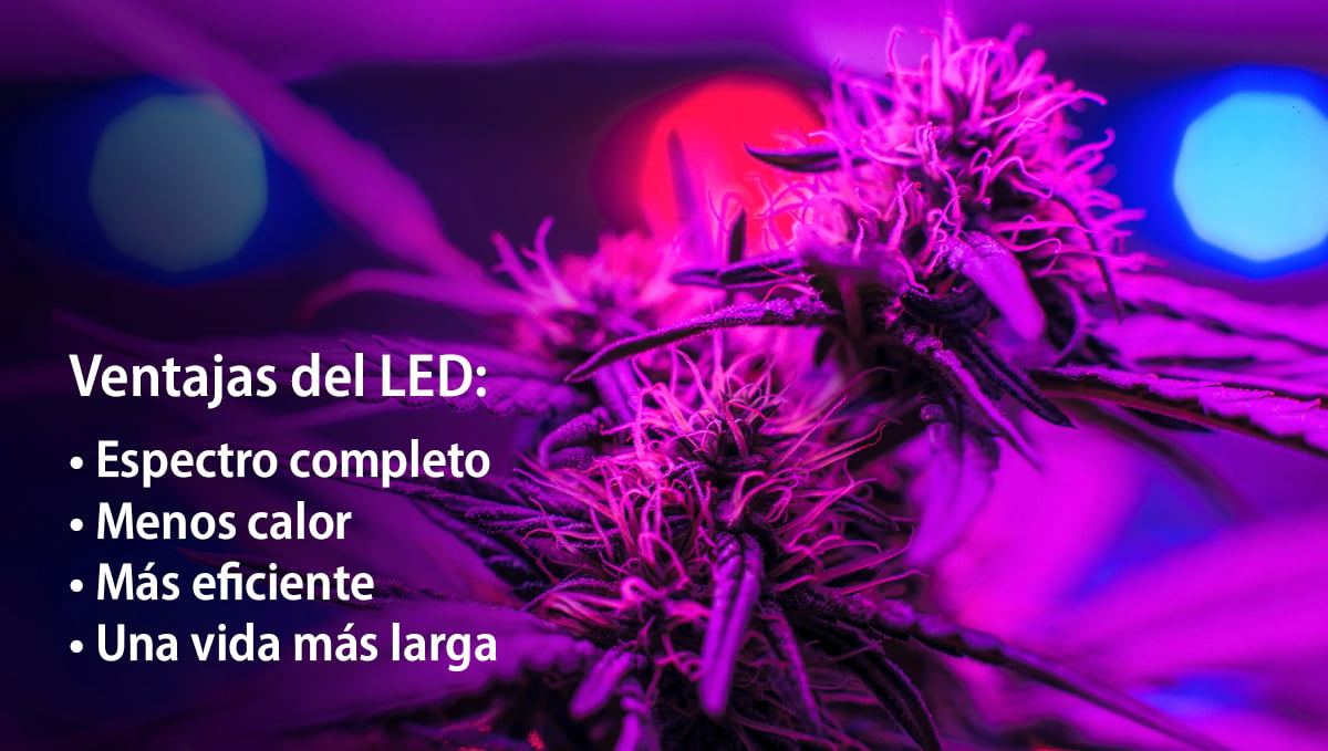 Cultivar autoflorecientes con LED: ventajas