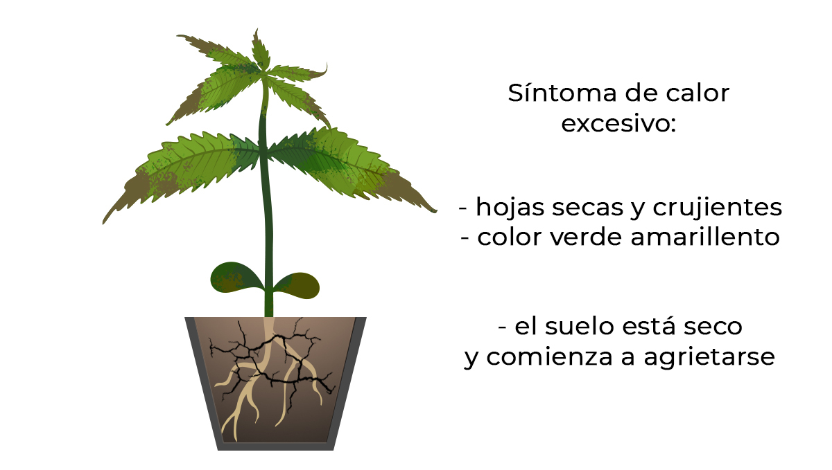  Problemas comunes de las plántulas de cannabis: calor excesivo