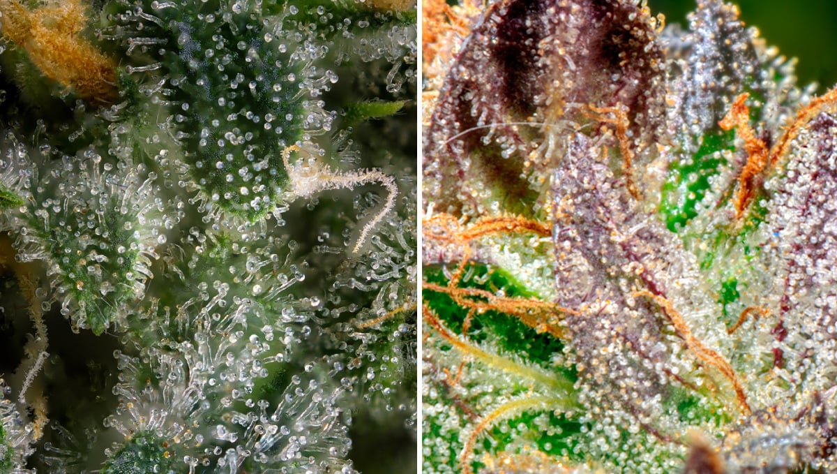 How To Tell If My Autoflower Is Ready for Harvest: States of Trichomes on cannabis