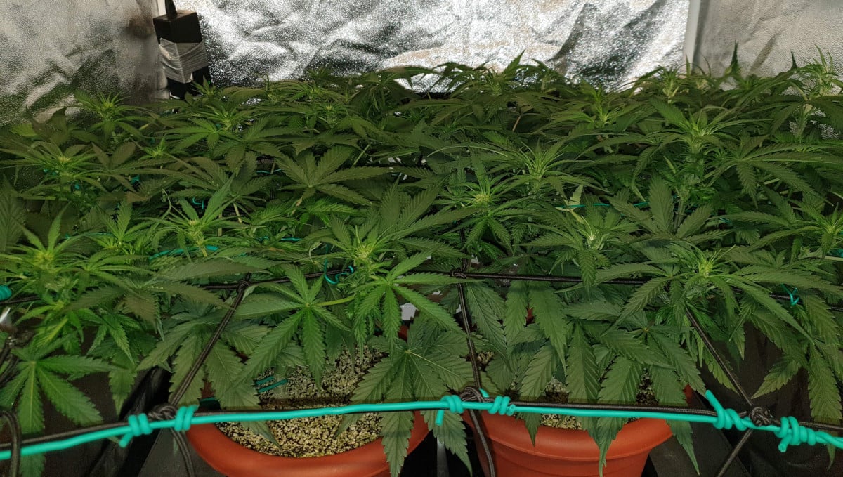 Orange Sherbet Auto Cannabis Strain Week-by-Week Guide: Weed plants directed sideways with the aid of ScrOG