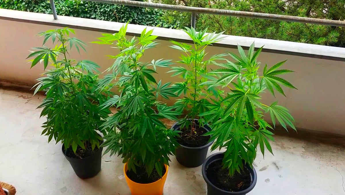 Keep your balcony weed plants small and controlled.