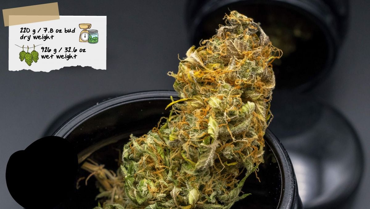 Gorilla Cookies Auto Cannabis Strain Week-by-Week Guide: Bud in a grinder