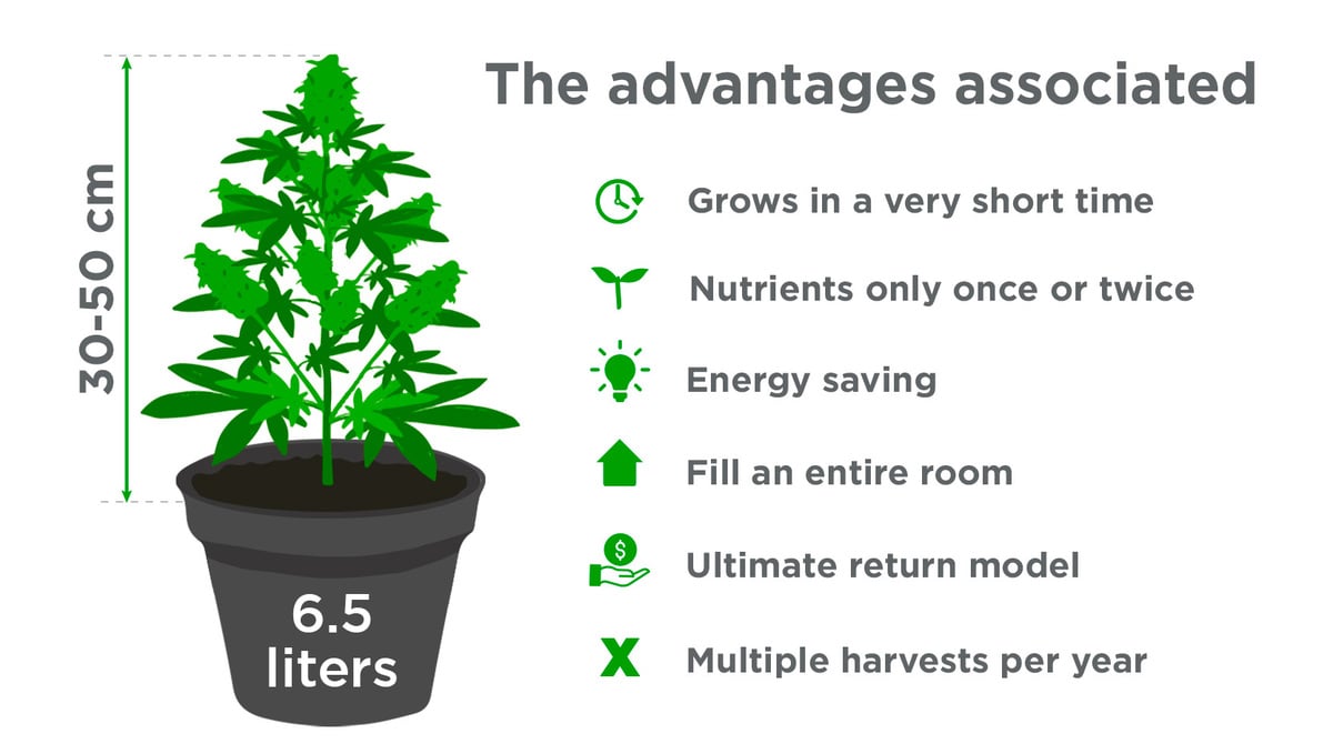 Benefits of Growing Autoflowering Cannabis In a Sea of Green: Advantages