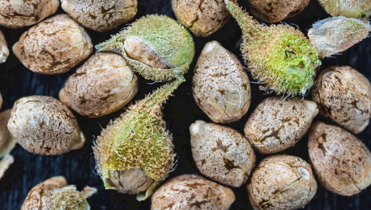 How to produce cannabis seeds: Close Look at Cannabis Seeds