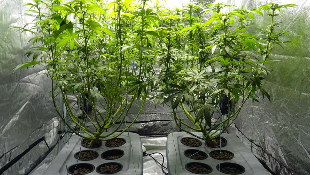 How To Increase Yields: Defoliation in the vegetative stage