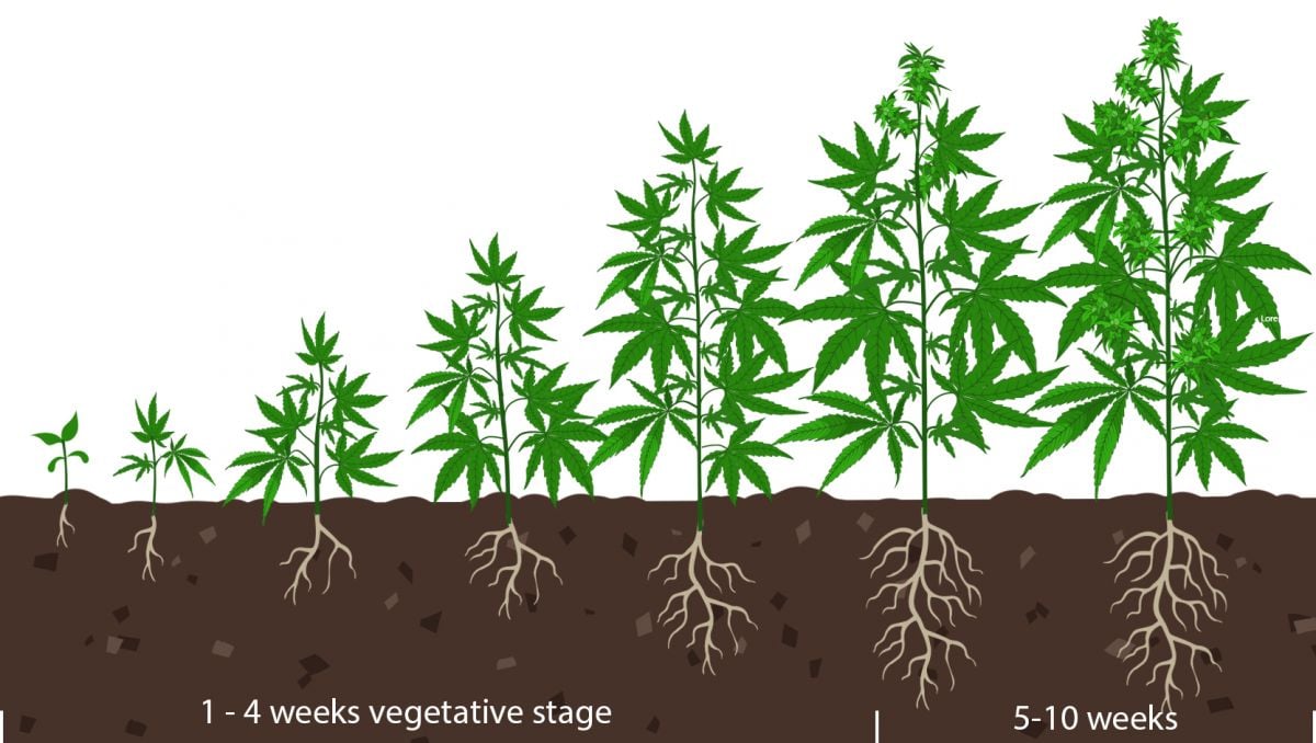 How to tell when autoflower is flowering: the vegetative stage