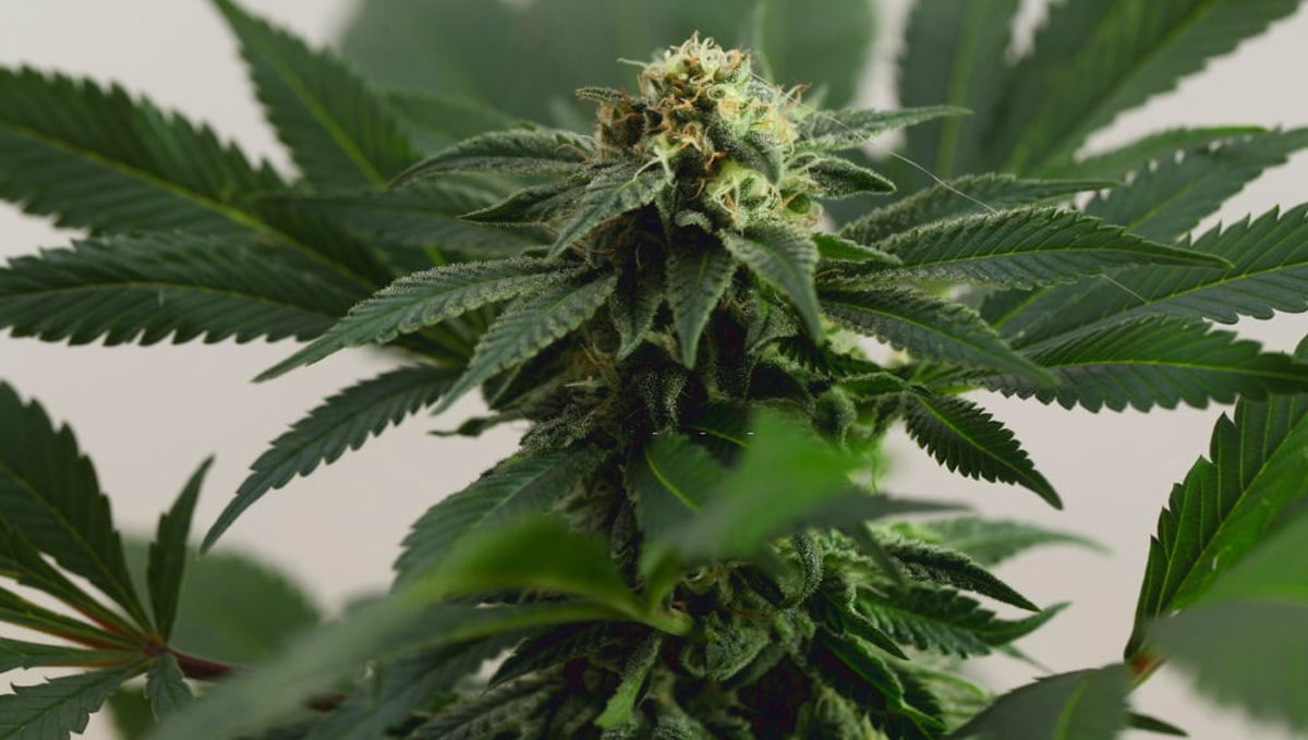 What Is Indica And Its Effects: Indica dense buds