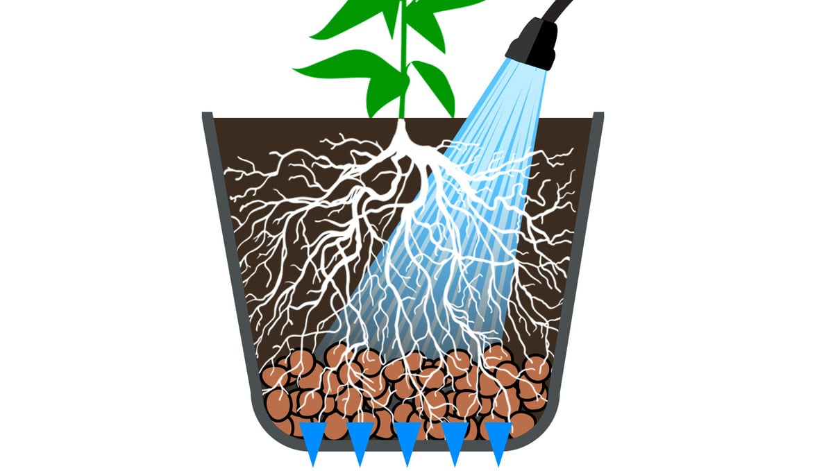 Cannabis Roots: Flushing your Cannabis plants
