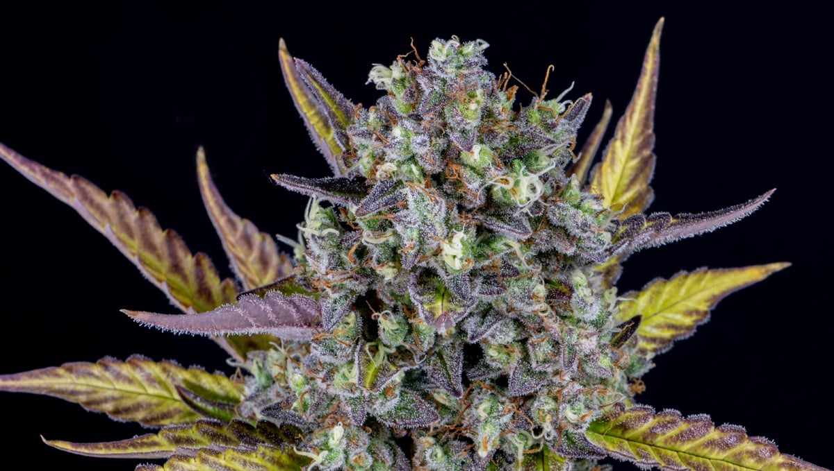 Top 10 strains to grow outdoors: Closer Look at Wedding Cheesecake Auto