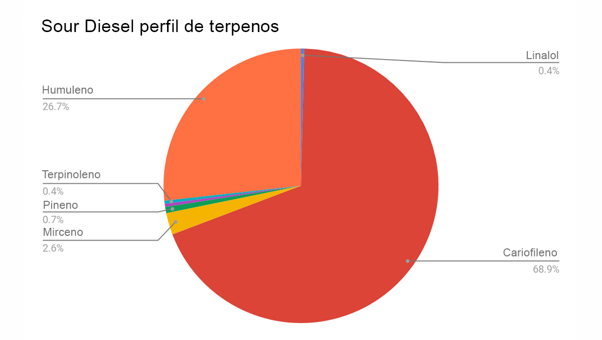 Sour diesel auto guía: perfil de terpeno sour diesel