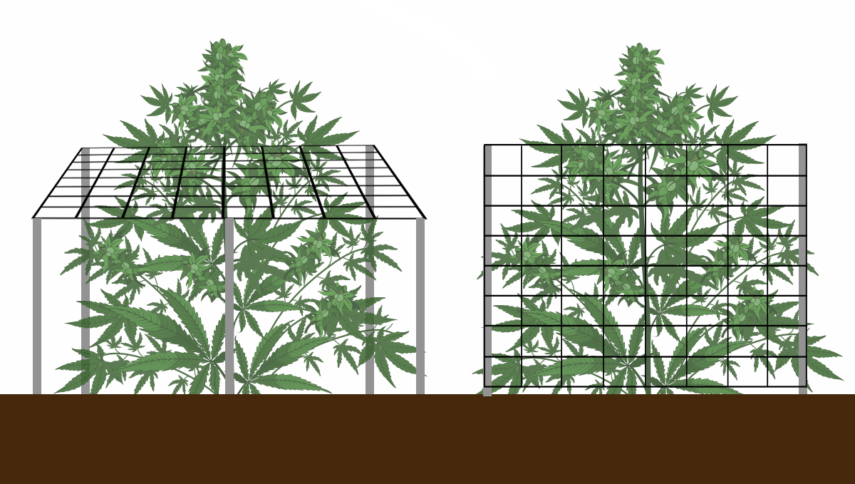 Growing Autoflowering Cannabis Outdoors: supporting plants with a trellis net