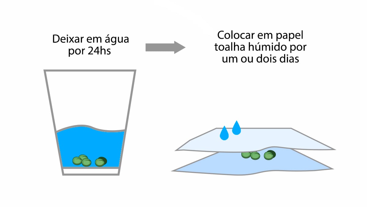 9 erros a evitar: germinação