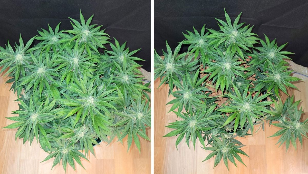 Gorilla Cookies Auto Cannabis Strain Week-by-Week Guide: The slow pheno