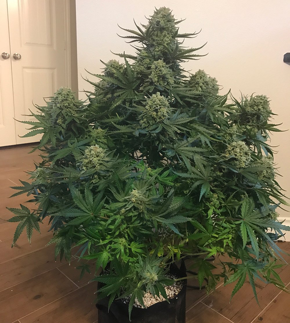 Fast Buds Girl Scout Cookies grown indoors