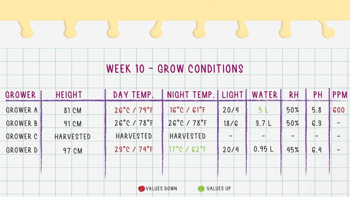Orange Sherbet Auto Cannabis Strain Week-by-Week Guide: Week 10 grow conditions