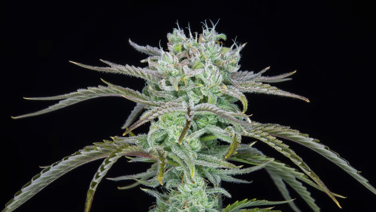 Top 10 strains to grow outdoors: Closer Look at Strawberry Banana Auto