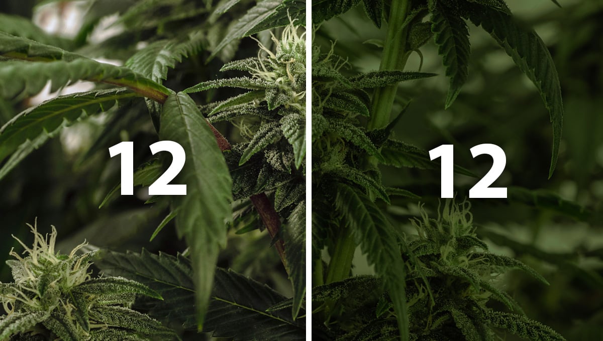 Best light schedule for flowering: what is the light cycle?